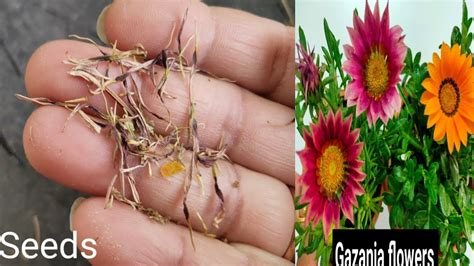 How to collect Gazania seeds|गजानिया के बीज कैसे कलेक्ट करें|With Niti ...