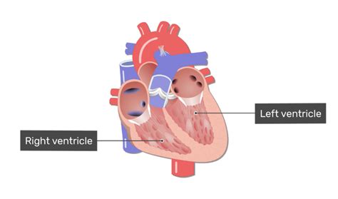 The four chambers of the heart and their functions | GetBodySmart