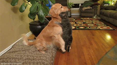 Dog And Cat Friends Gif