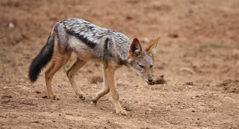 Hunting Black backed Jackal South Africa