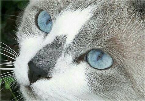 Grey Cat Breeds With Blue Eyes - Pets Lovers