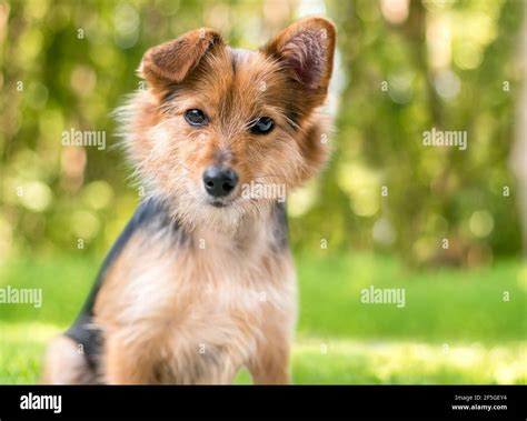 A cute scruffy mixed breed dog with one straight ear and one folded ear, looking at the camera ...