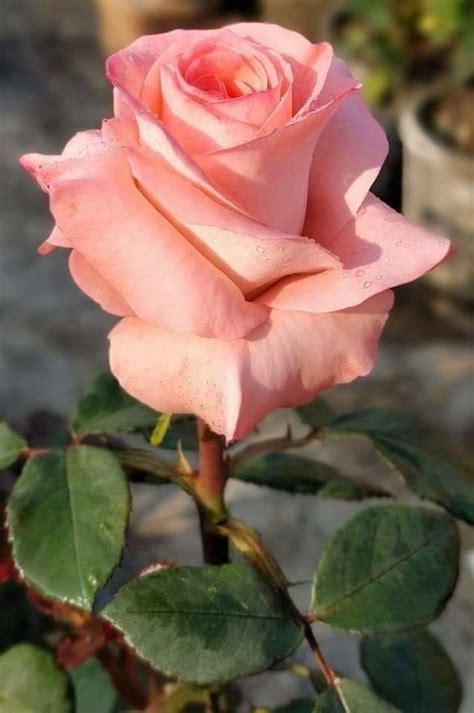 Beautiful Rose Flowers, Amazing Flowers, My Flower, Flower Art, Beautiful Flowers, Rose Garden ...