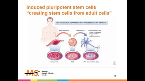 Stem Cells 102- How They Might be Used to Treat MS - YouTube