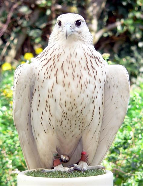 White Peregrine falcon | Pet birds, Nature animals, Raptors bird