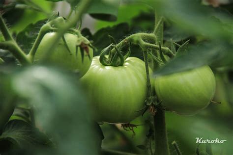 Growing Tomatoes Cherry Tomato Plants Care Guide | thedailygrowingtomatoesweb