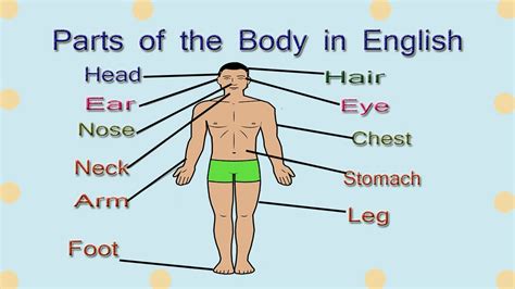 External Parts of Body Vocabulary || Body Parts Name with Pictures || English Learning by Gyan ...