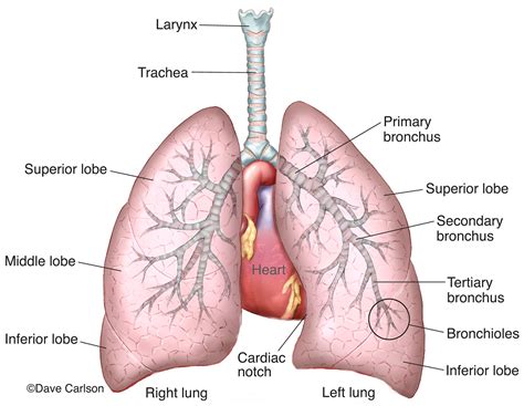 Lungs, Trachea & Bronchi | Carlson Stock Art