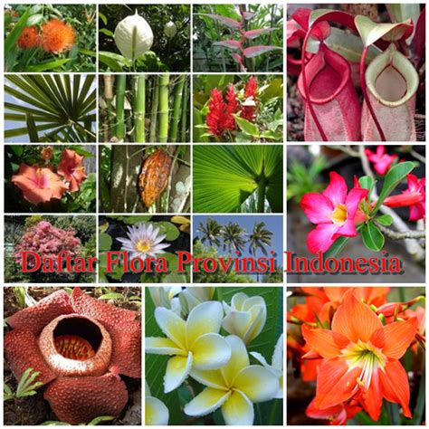 Descargar Daftar Flora Di Indonesia Google Play softwares - aTPINfuy77HN | mobile9