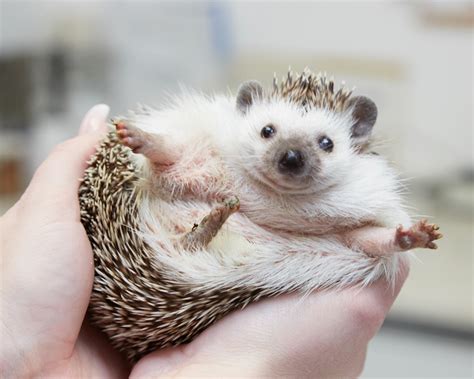 pygmy hedgehog