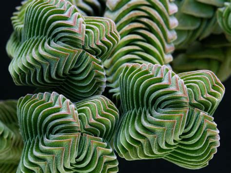 Crassula 'Buddha's Temple' - World of Succulents