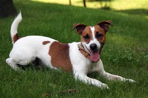 File:Jack Russell Terrier 2.jpg - Wikimedia Commons