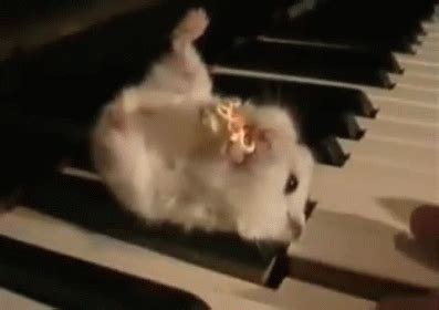 Hamster On A Piano. GIF - Hamster Eating Popcorn - Discover & Share GIFs