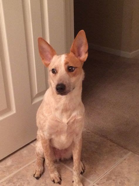 Cheyenne She's a Red Heeler (Australian Cattle Dog) mixed with a Jack Russell. | Australian ...