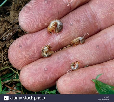 Lawn Grubs High Resolution Stock Photography and Images - Alamy