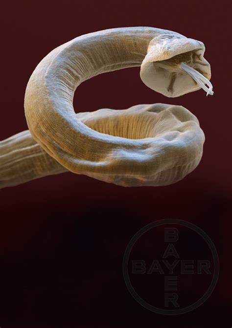 Preventing future spread of lungworm