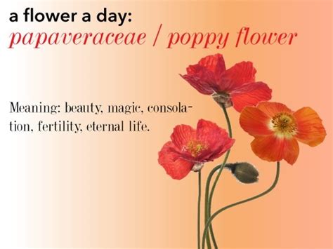 poppy flower | Poppy flower meaning, Poppy flower, Poppies