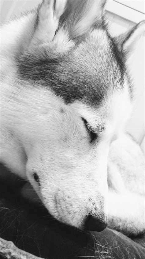Sleeping husky nice and calm. | Husky dogs, Siberian husky puppies, Dog jokes