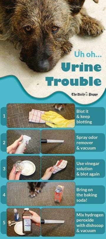 Cleaning up urine in carpet | Cleaning pet urine, Pet urine, Carpet cleaning solution