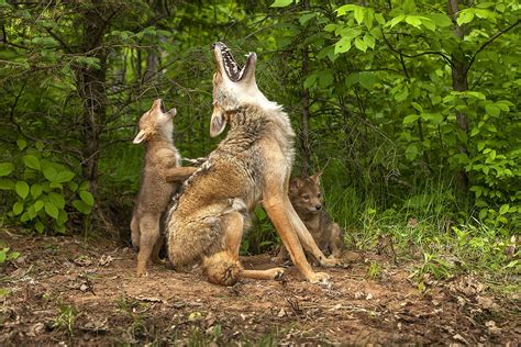 North American Wildlife - Jim Zuckerman photography & photo tours