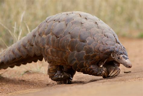 Save habitat for Pangolins – Rainforest Trust