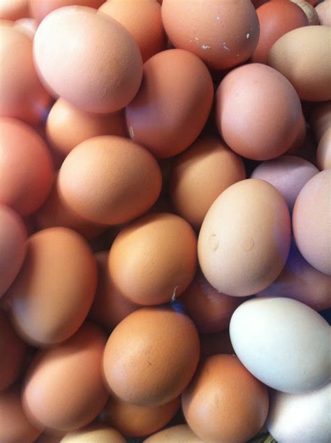 Fresh Organic Eggs - Sassy Treats