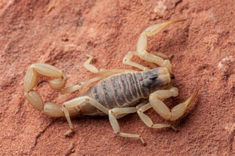 Scorpions in Texas: The Truth Behind Their Stings