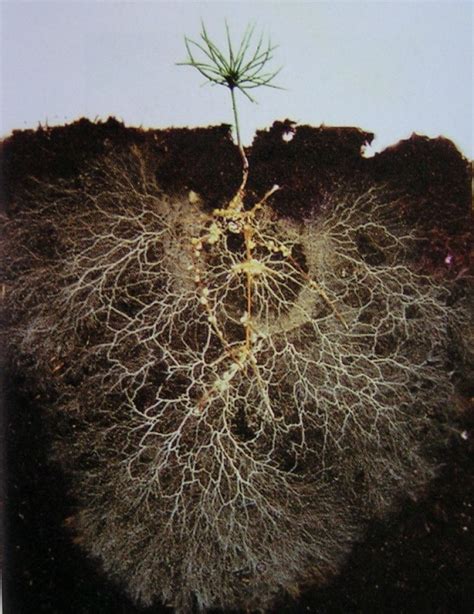 Pin by David Bwire on Roots | Plants, Soil, Tree roots