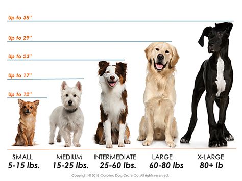 Dog Crate Size Chart