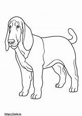Basset Hound Coloring Pages  Free Printable For Kids sketch template