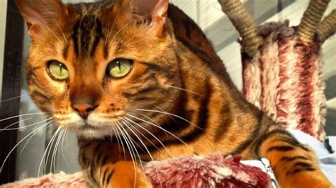 This stunning striped Bengal cat is ultimate #petgoals ...