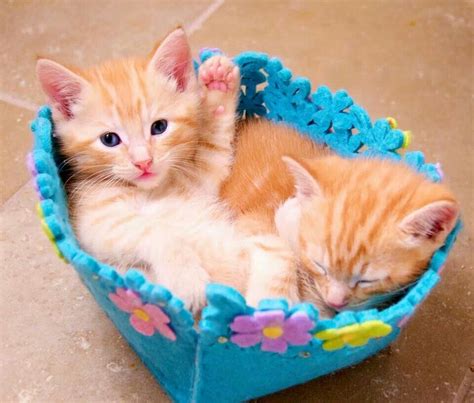 Kitten basket | Kittens cutest, Tiny kitten, Kittens