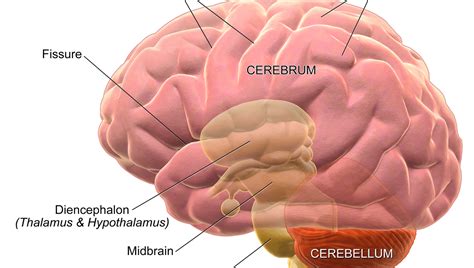 Anterior Cingulate Cortex