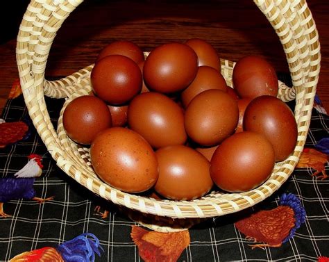 Blue Copper Marans eggs, now safely tucked away in my incubator, 21 days and counting. | Blue ...