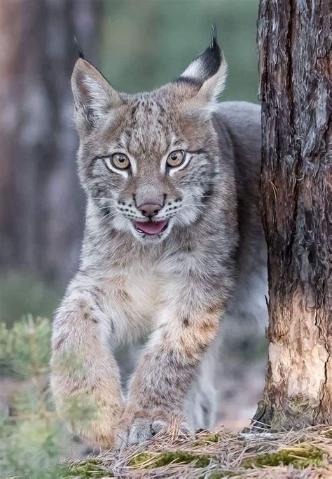 Big Cats / Большие кошки — beautiful-wildlife: Lynx Cub by...