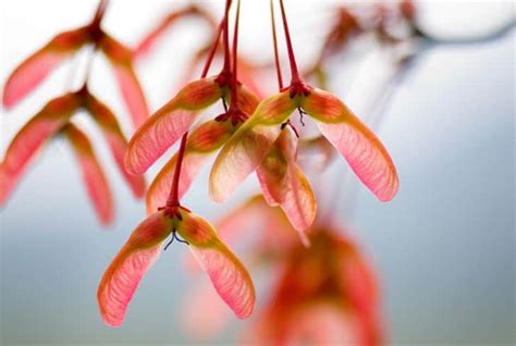 Helicopter Seeds and 4 Maple Trees That Produce Them - Conserve Energy ...