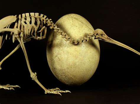 20 Facts About The Kiwi Bird Eggs [2024]