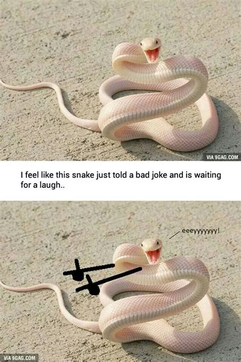 Snake joke | Funny commercials, Bad jokes, Funny pictures