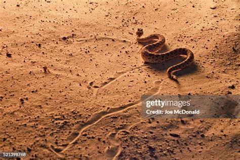 390 Sidewinder Rattlesnake Stock Photos, High-Res Pictures, and Images ...