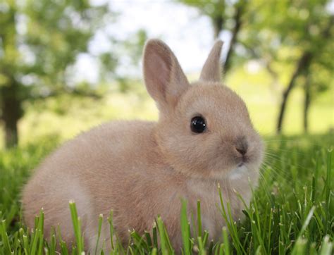 Mengenal Kelinci Netherland Dwarf Lebih Dekat Kecil nan Lucu