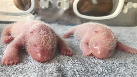 Giant panda Qin Qin gives birth to twins in China : NPR