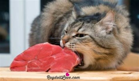 Raw Food Diet For Cats -- A Quick Guide For Cat Parents