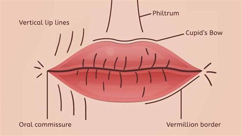 Naso-labial Folds Nose To Lip Lines - [[castleknock Cosmetic Clinic]] C25