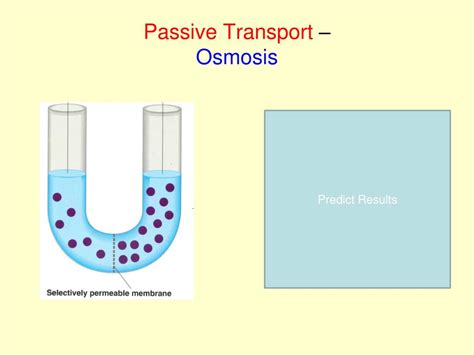 PPT - Cell Transport Mechanisms PowerPoint Presentation, free download - ID:2619239