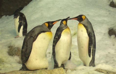 Penguins Free Stock Photo - Public Domain Pictures