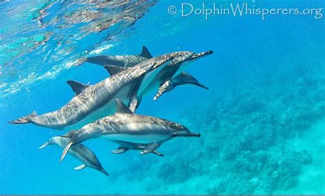 Kona, Hawaii Wild Dolphin Retreats | Swimming with Dolphins