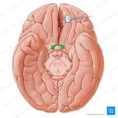 Optic chiasm: Anatomy and function | Kenhub