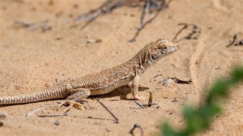 How lizards keep detachable tails from falling off - BusinessLogr