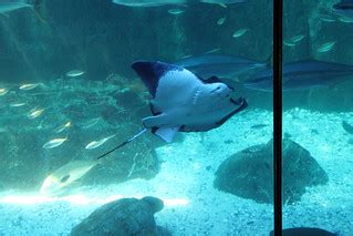 Two Oceans Aquarium, Cape Town | flowcomm | Flickr