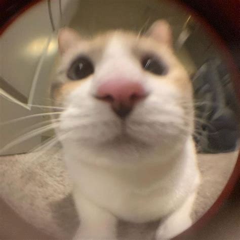 Panko Cat on Instagram: “The fisheye lens did something different this ...